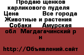 Продаю щенков карликового пуделя › Цена ­ 2 000 - Все города Животные и растения » Собаки   . Амурская обл.,Магдагачинский р-н